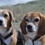 Die Beagle Bande stellt sich vor