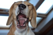 Beagle Heidi - Gooood Morning Germany!