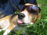 Beagle Henry - Summer in the city